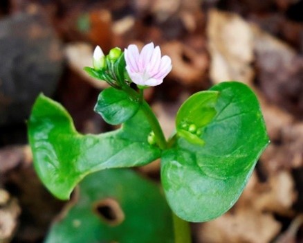 Roze winterpostelein